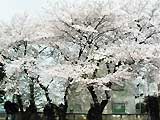 満開のビクセン桜